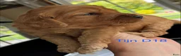 Australian Labradoodle honden te koop: Medium Australian Labradoodle puppy's - Advertentie 14