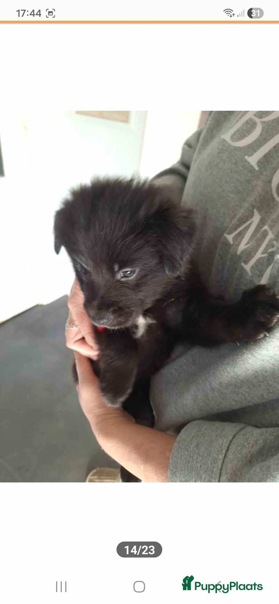 Kruising honden te koop: Xing golden retiever, aussie in huis opgegroeid - Advertentie 8