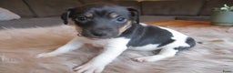 Jack Russel Terriër honden te koop: Jack  russel pups zoeken lief huis! nog 4 pups! - Advertentie 14