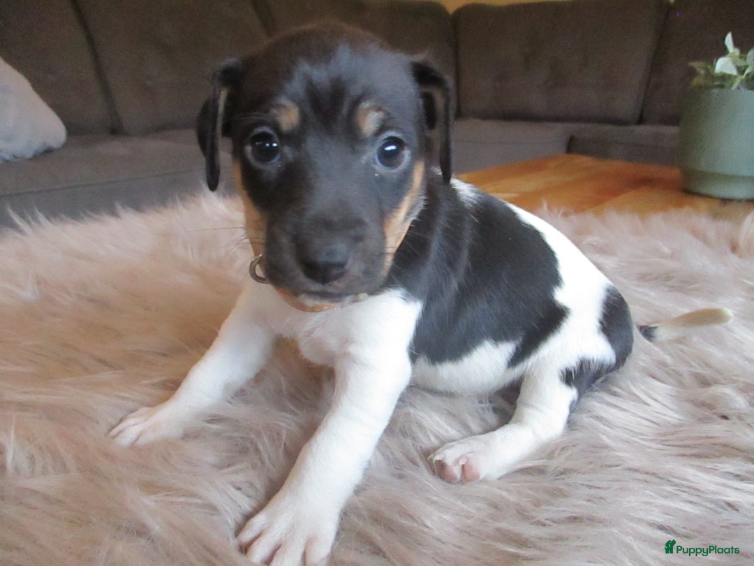 Jack Russel Terriër honden te koop: Jack  russel pups zoeken lief huis! nog 4 pups! - Advertentie 14