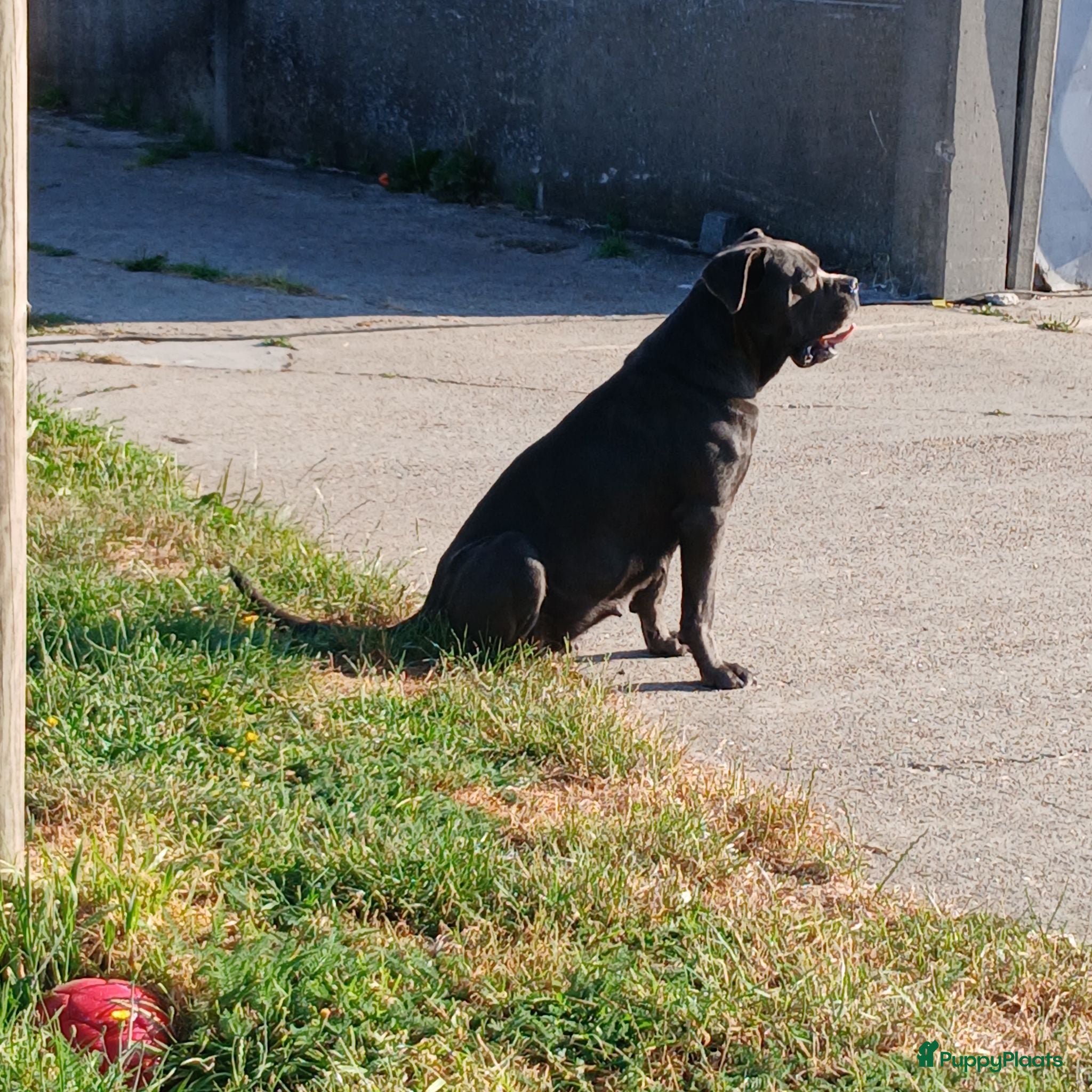Cane Corso honden Pups worden verwacht begin augustus - Advertentie 1