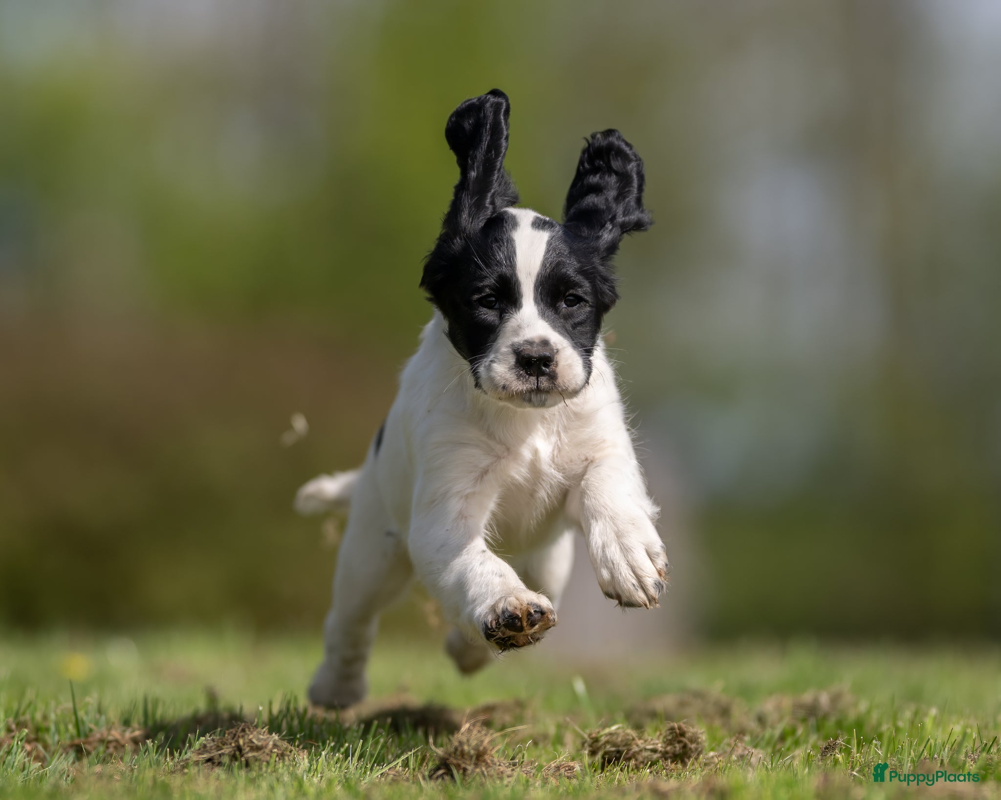 Kruising honden Sprocker spaniël pups te koop - Advertentie 2