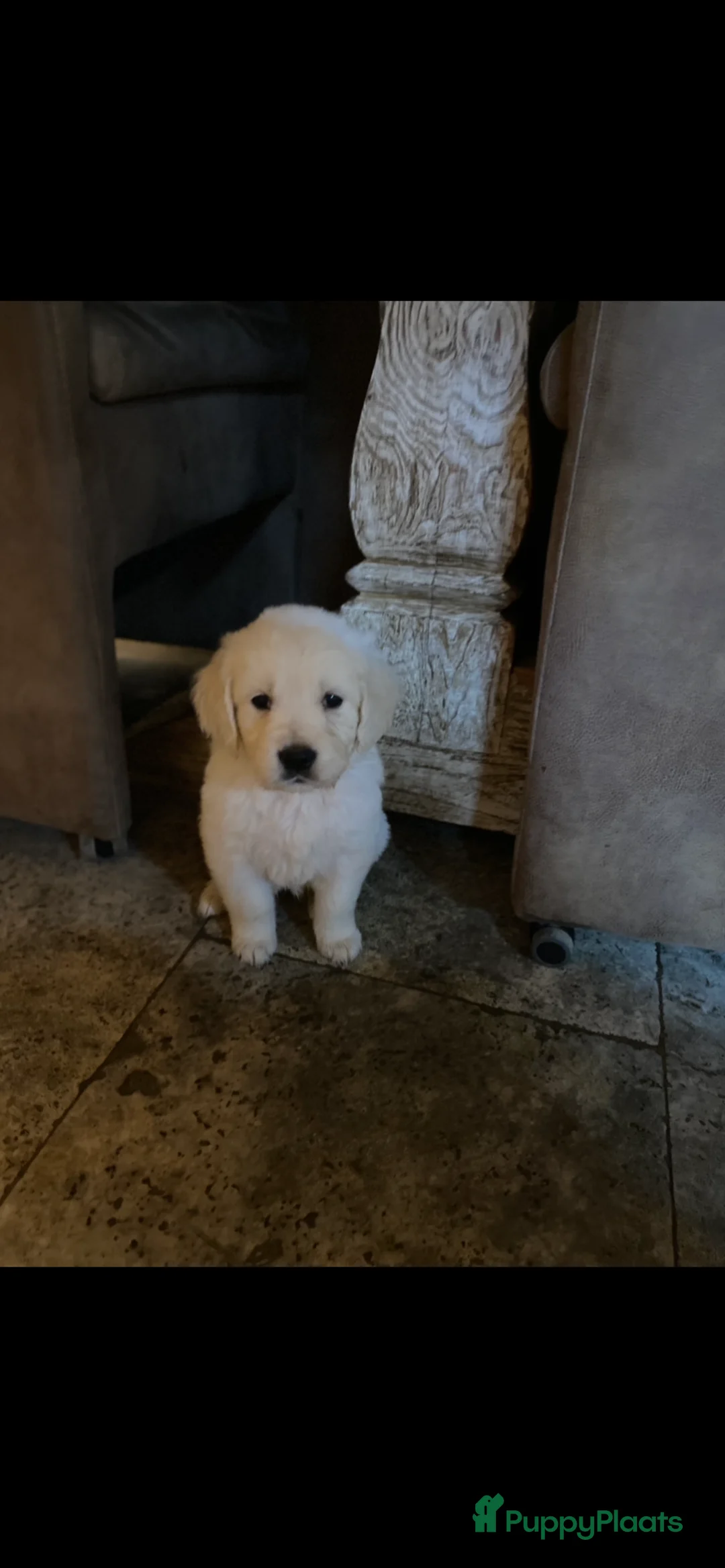 Golden Retriever honden te koop: Golden retiever pups - Advertentie 9