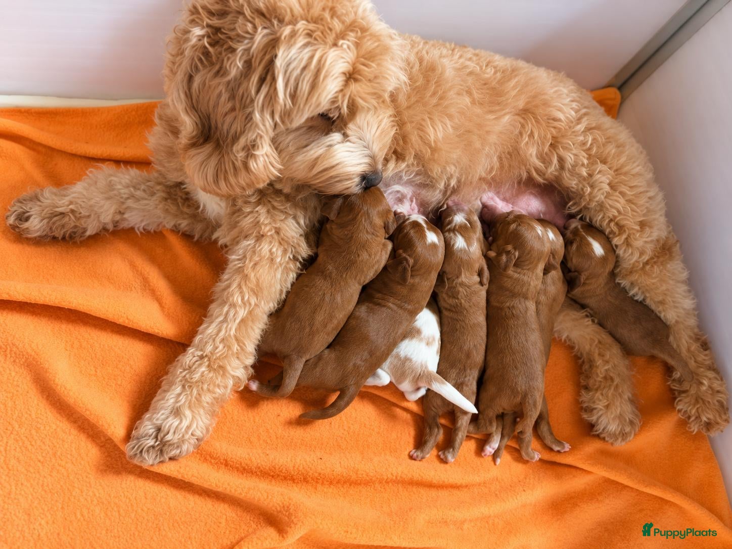 Australian Labradoodle honden te koop: te koop Australian Labradoodle minie - Advertentie 2