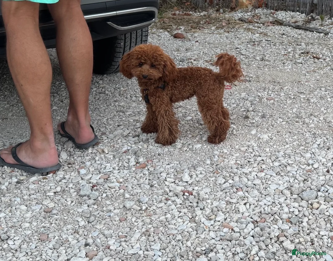 Poedel Toy honden ter dekking: Dekreu toypoedel  - Advertentie 4