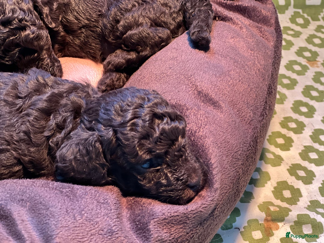 Poedel Toy honden te koop: Schitterende choco toypoedel pups uit merle moeder - Advertentie 20
