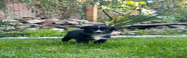 Australian Shepherd 4