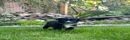 Australian Shepherd honden te koop: Australian Shepherd puppy’s - Advertentie 11