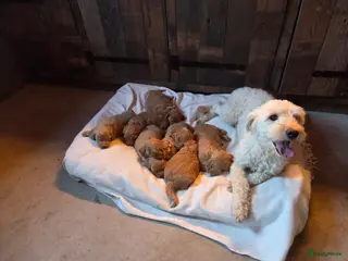Kruising honden Labradoodle x Goldendoodle pups - Advertentie 4
