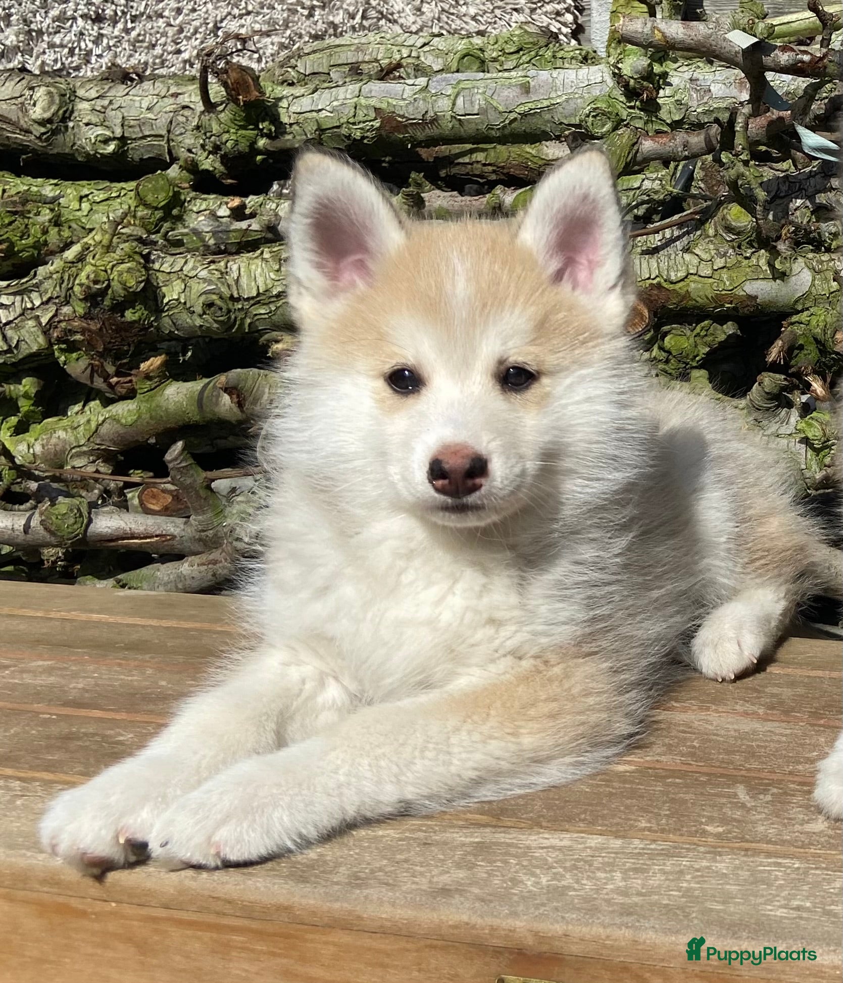 Pomsky honden Lieve pomsky pups  - Advertentie 1