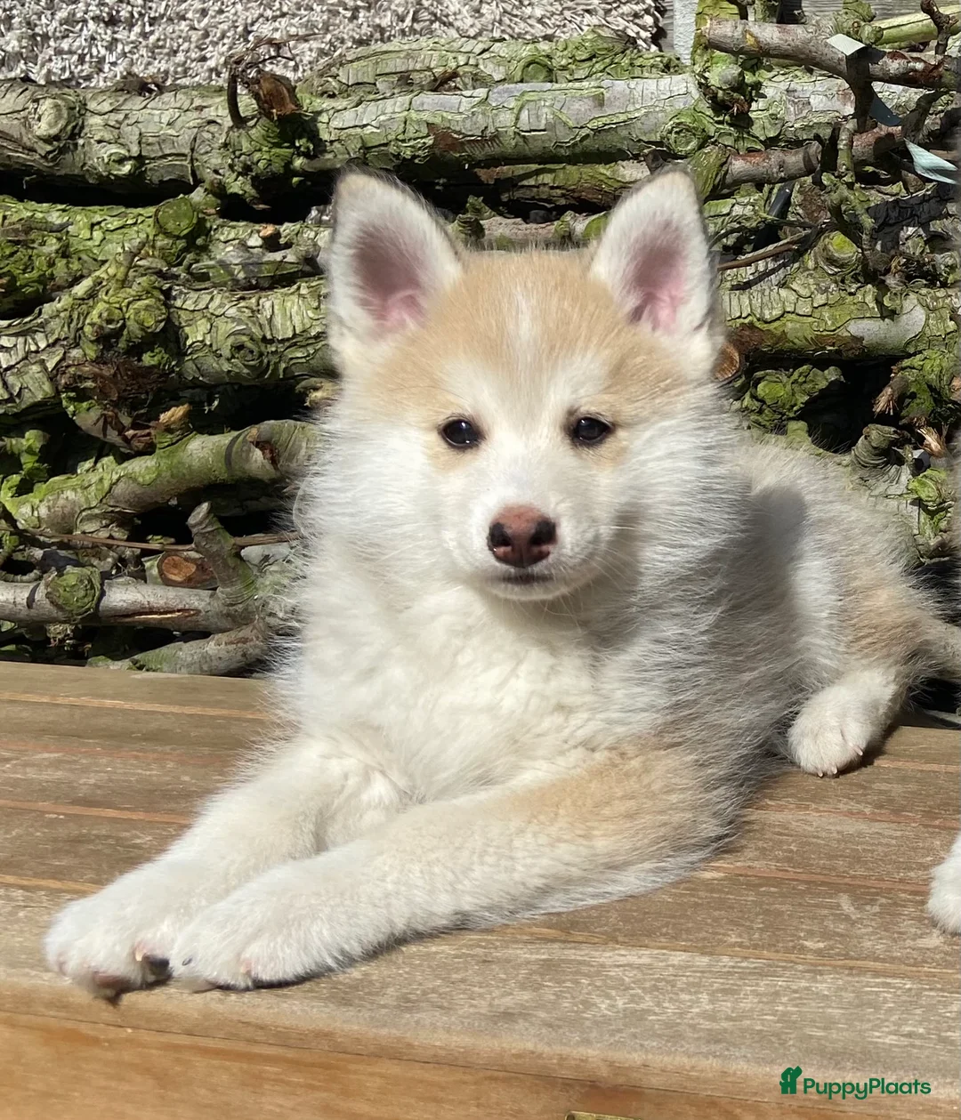 Pomsky honden te koop: Lieve pomsky pups  - Advertentie 1