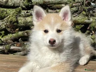 Pomsky honden Lieve pomsky pups - Advertentie 1