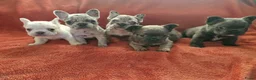 Franse Bulldog honden te koop: Prachtige Franse buldogs  - Advertentie 3