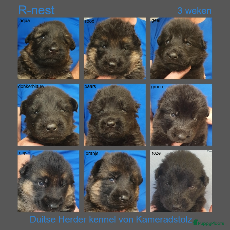 Duitse Herder honden Liefdevol gefokte Duitse Herder pups - Advertentie 1