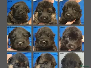 Duitse Herder honden Liefdevol gefokte Duitse Herder pups - Advertentie 2