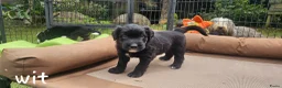 Bearded Collie honden te koop: Bearded Collie outcross - Advertentie 9