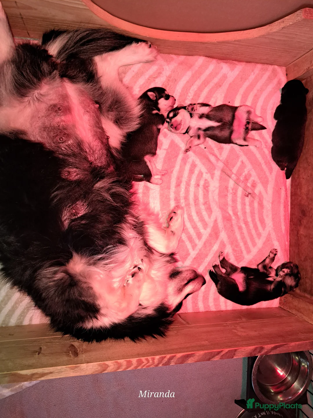 Pomsky honden te koop: Pomsky F2 pups - Advertentie 2