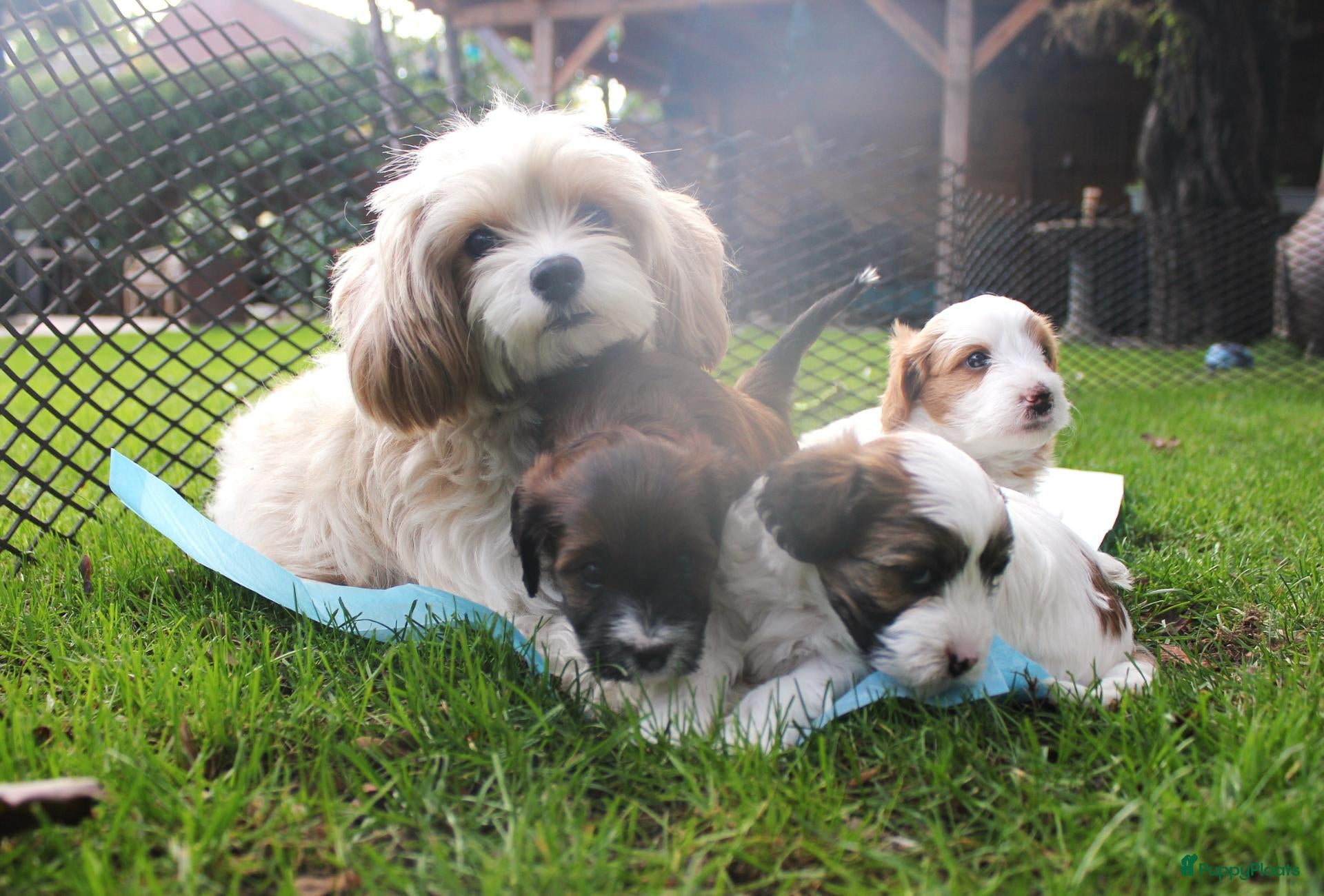 Kruising honden mooie Cava/Malti-Poo pups  - Advertentie 1