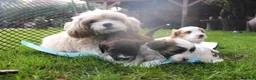 Kruising honden te koop: mooie Cava/Malti-Poo pups  in Boxtel - Advertentie 1