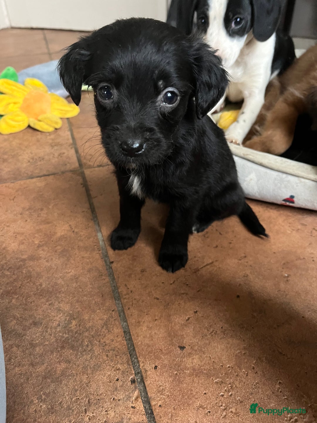 Kruising honden te koop: Super lieve kruising Markiesje pups! - Advertentie 7