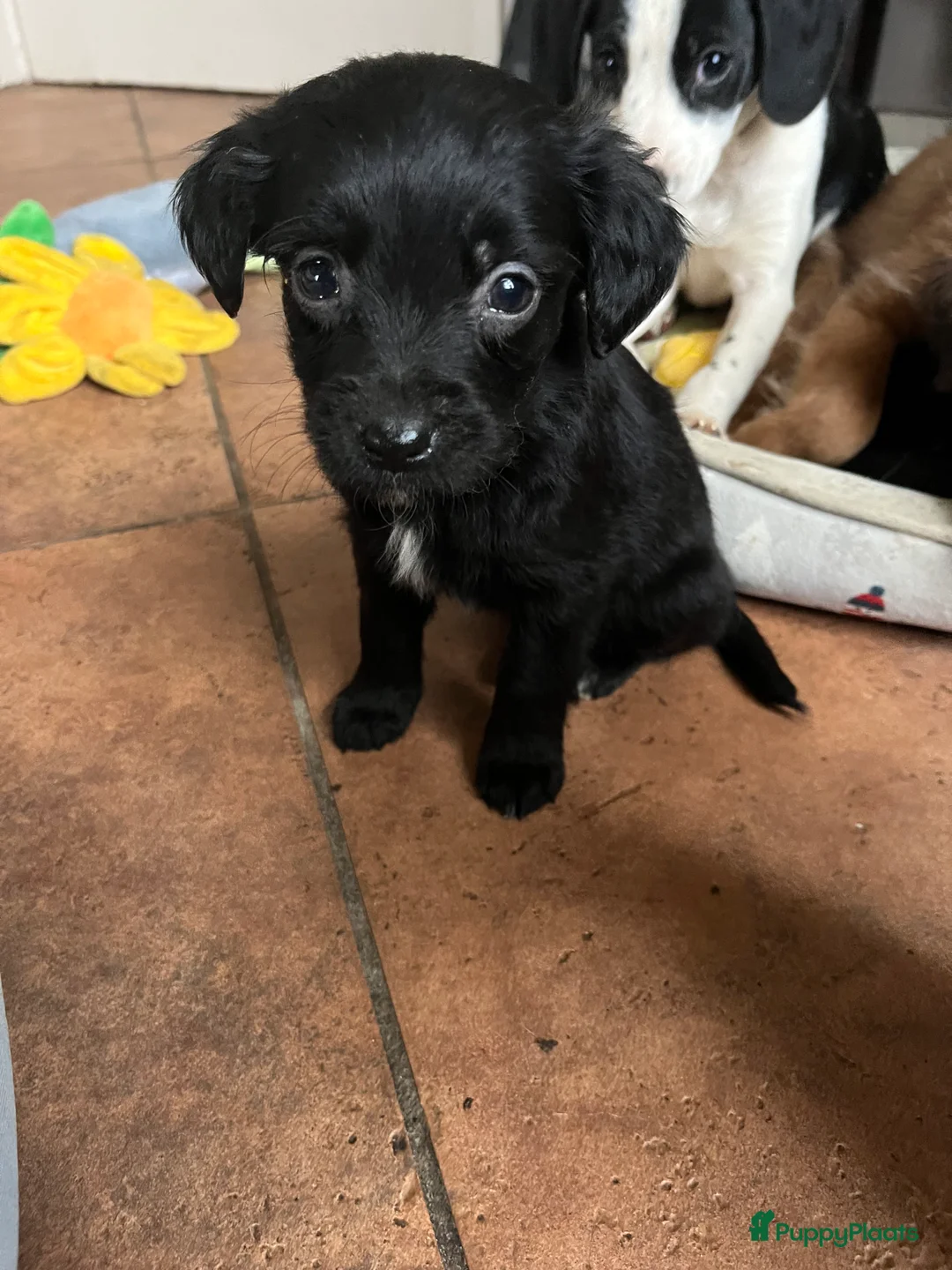 Kruising honden te koop: Super lieve kruising Markiesje pups! - Advertentie 3