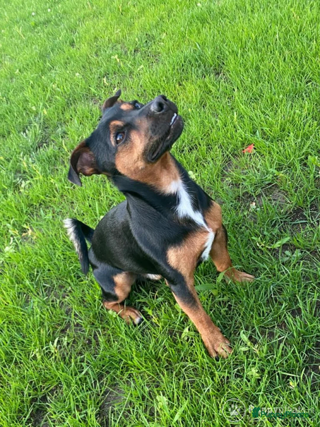 Jack Russel Terriër honden ter dekking: Jack Russel Black&tan  dek reu in Rietmolen - Advertentie 1