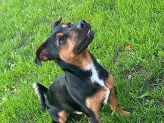 Jack Russel Terriër honden Jack Russel Black&tan dek reu in Rietmolen - Advertentie 3