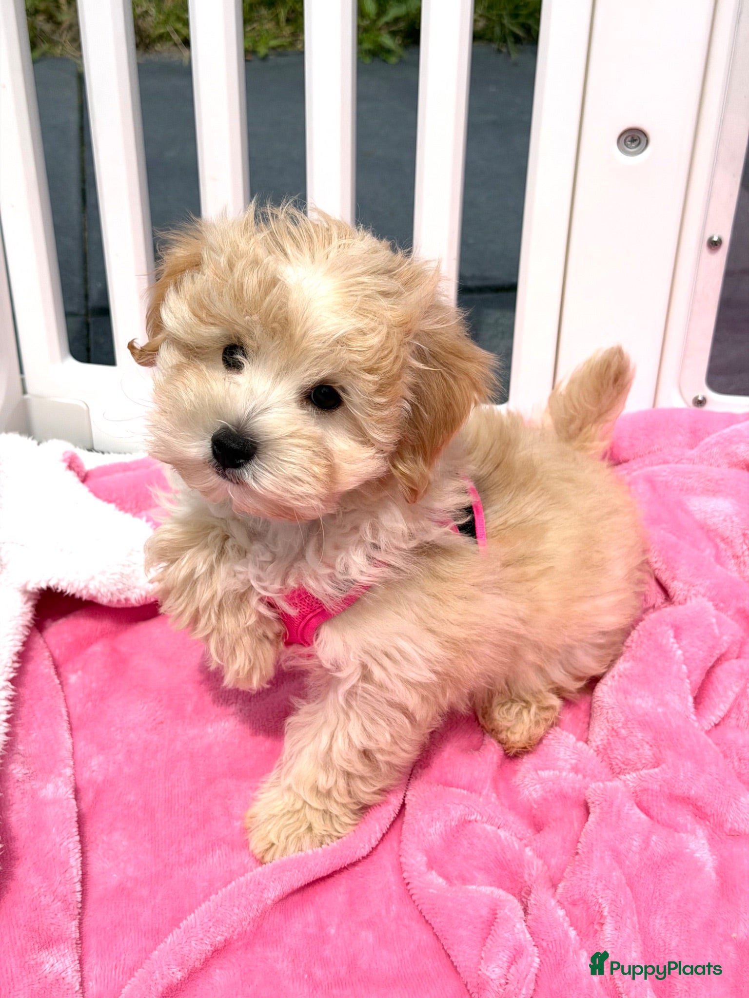 Maltipoo honden Mini maltipoo pups thuis geboren en grootgebracht - Advertentie 1