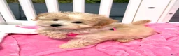Maltipoo honden te koop: Mini maltipoo pups thuis geboren en grootgebracht - Advertentie 1