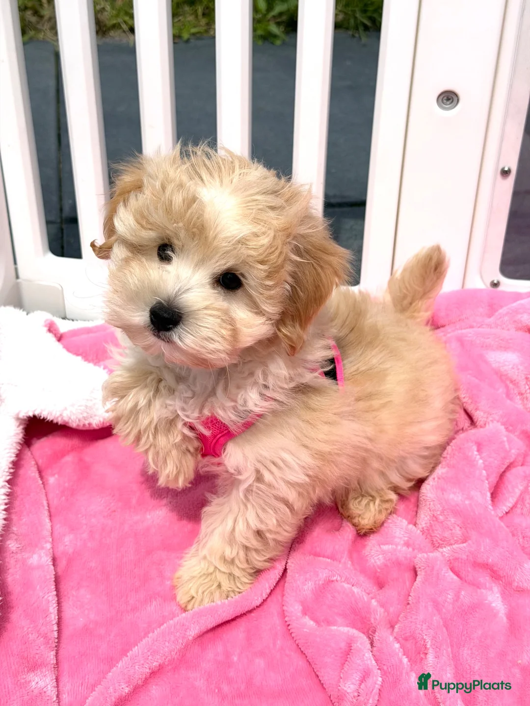 Maltipoo honden te koop: Mini maltipoo pups thuis geboren en grootgebracht - Advertentie 1