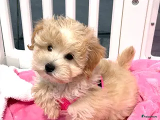 Maltipoo honden Mini maltipoo pups thuis geboren en grootgebracht - Advertentie 1