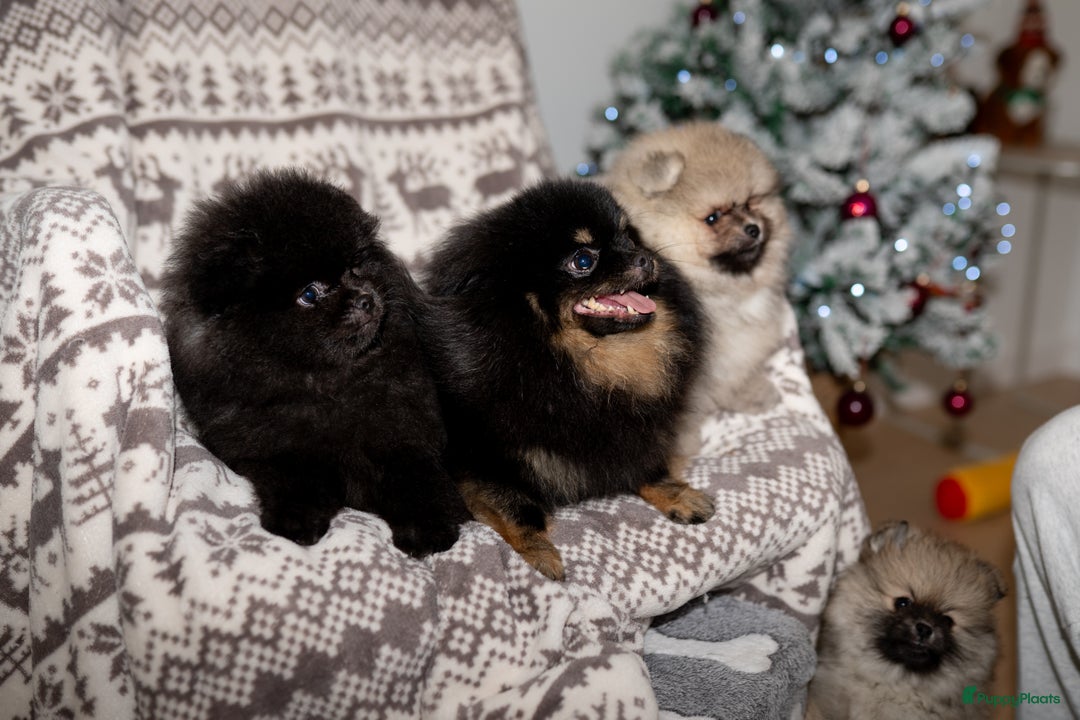 Pomeriaan honden te koop: 🌸 3.	Luxe Pomeranian pups 🌸 - Advertentie 3