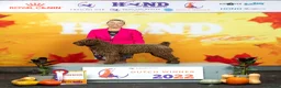 Spaanse Waterhond honden te koop: Spaanse Waterhond pups geboren Bruin, Zwart & Bont - Advertentie 6