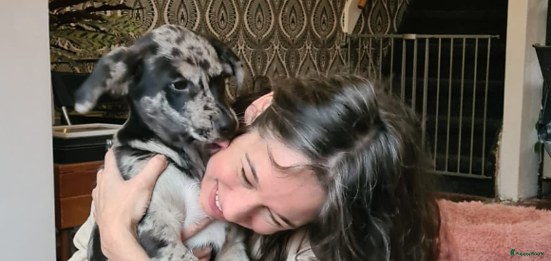 Galerij afbeelding {{count}}