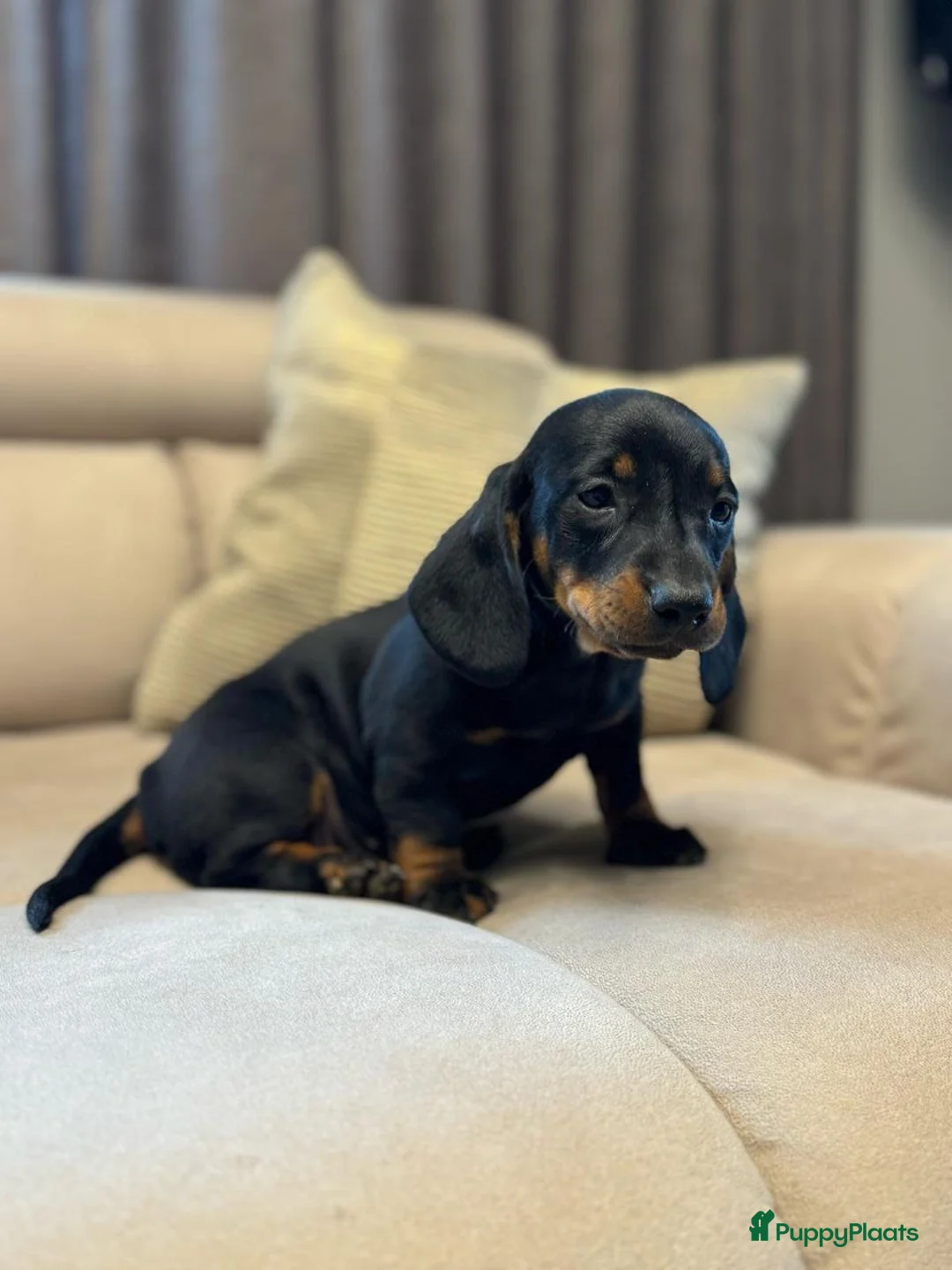 Teckel (korthaar)  honden te koop: Teckel puppy’s in Maastricht - Advertentie 2