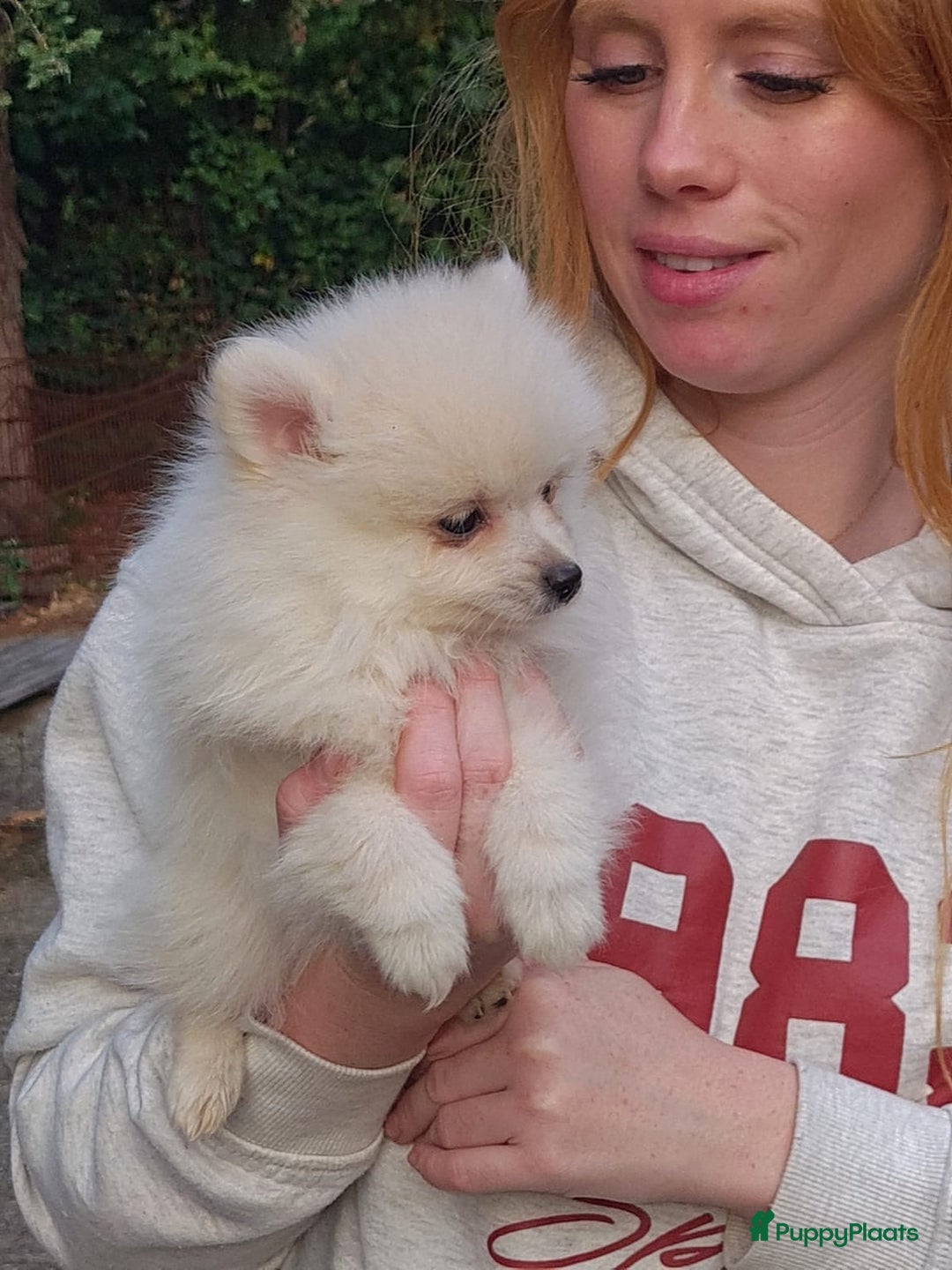 Pomeriaan honden te koop: 6(nog 2)Prachtig gekleurde kleine Pommeriaantjes!  - Advertentie 3