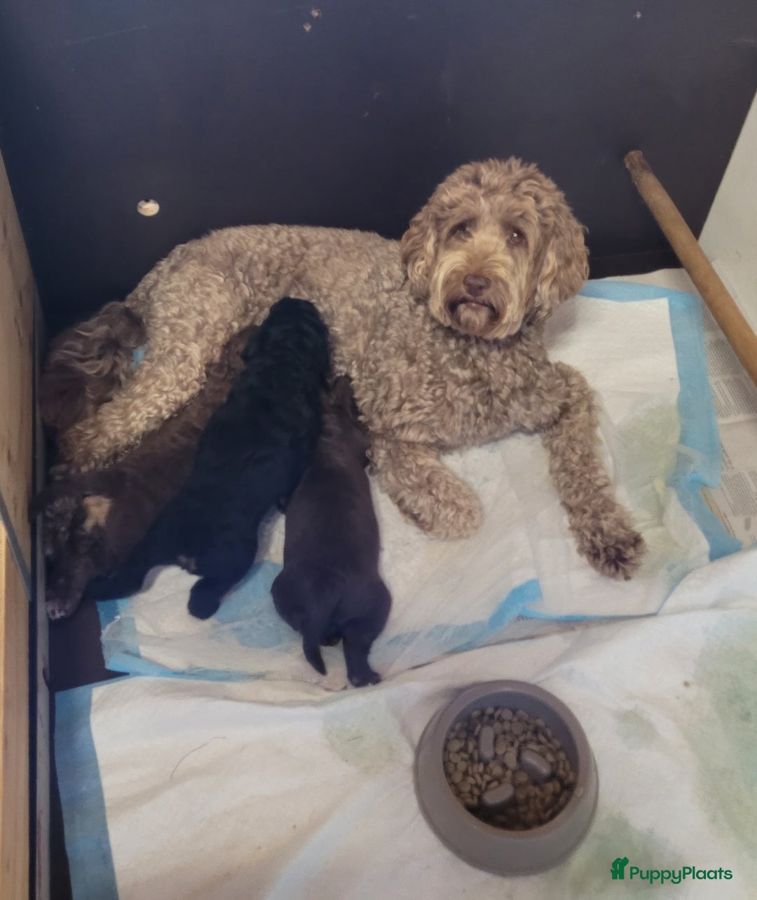 Australian Labradoodle honden te koop: Puppy's op zoek naar baasje - Afbeelding 3