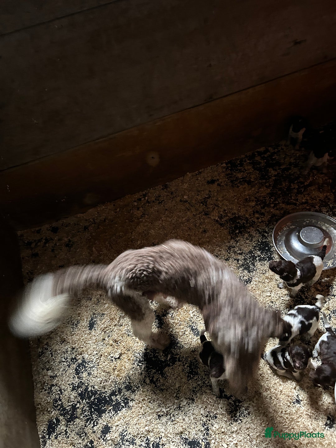 Heidewachtel honden te koop: Prachtige HeideDoodle pups in Mierlo - Afbeelding 17