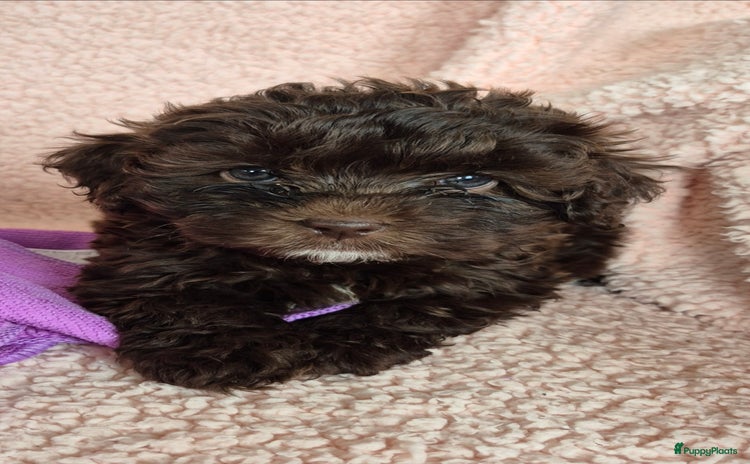 Kruising honden - Advertentie 7