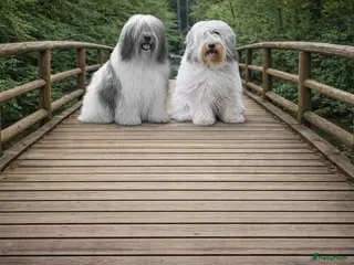 Polski Owczarek Nizinny honden Gouden mandje zoeken - Advertentie 7