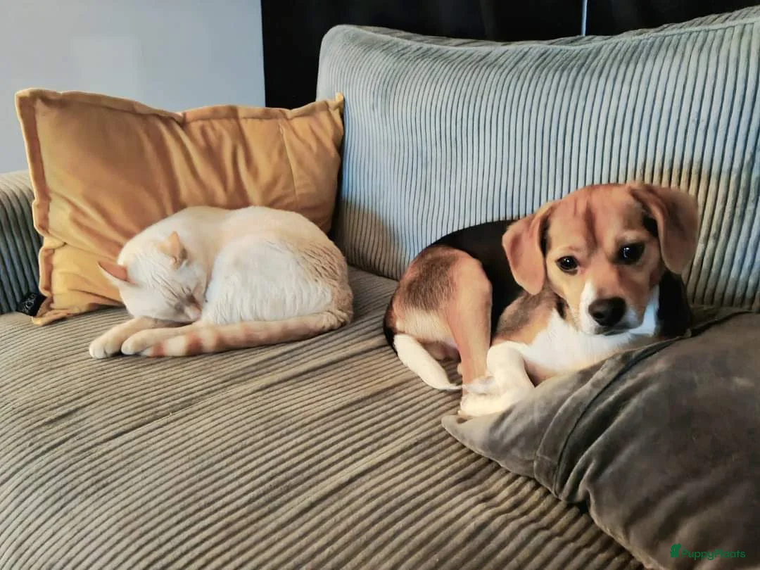 Kruising honden ter adoptie: Maatje gezocht - Advertentie 2