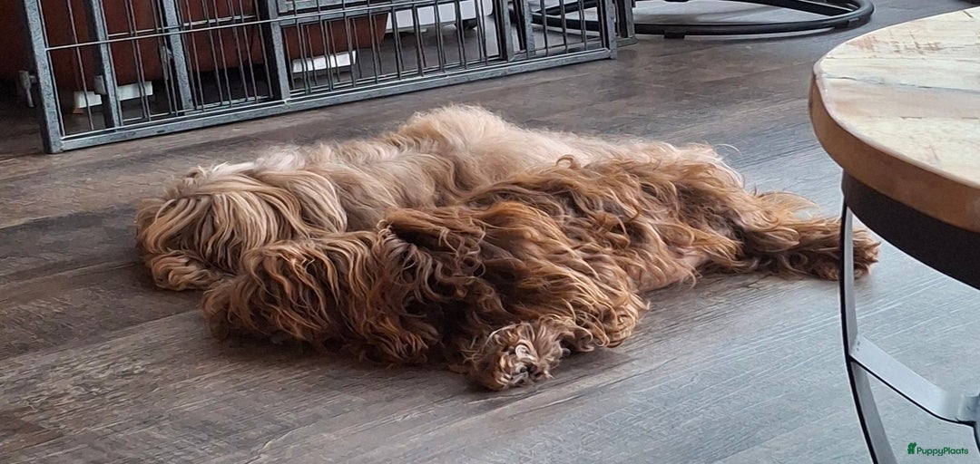 Galerij afbeelding {{count}}