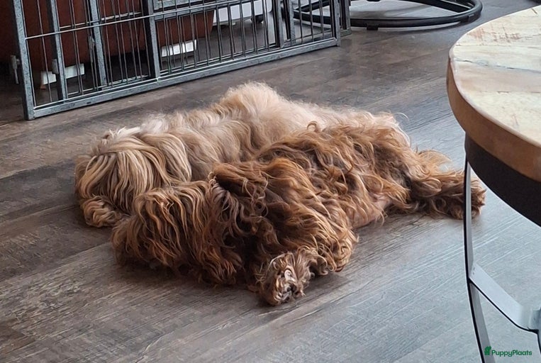 Galerij afbeelding {{count}}