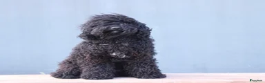 Barbet 1