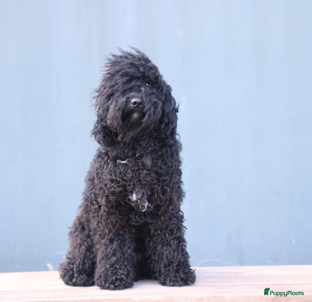 Barbet honden te koop: Co own adres gezocht - gratis!  - Advertentie 6