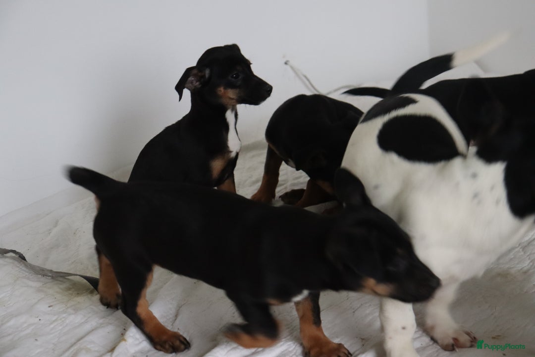 Jack Russel Terriër honden te koop: lieve Jack Russel pups  - Advertentie 13