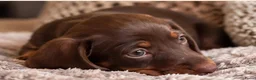 Dwergteckel honden te koop: ❤️😍 Prachtige sociale dwergteckel pups 😍❤️ - Advertentie 4