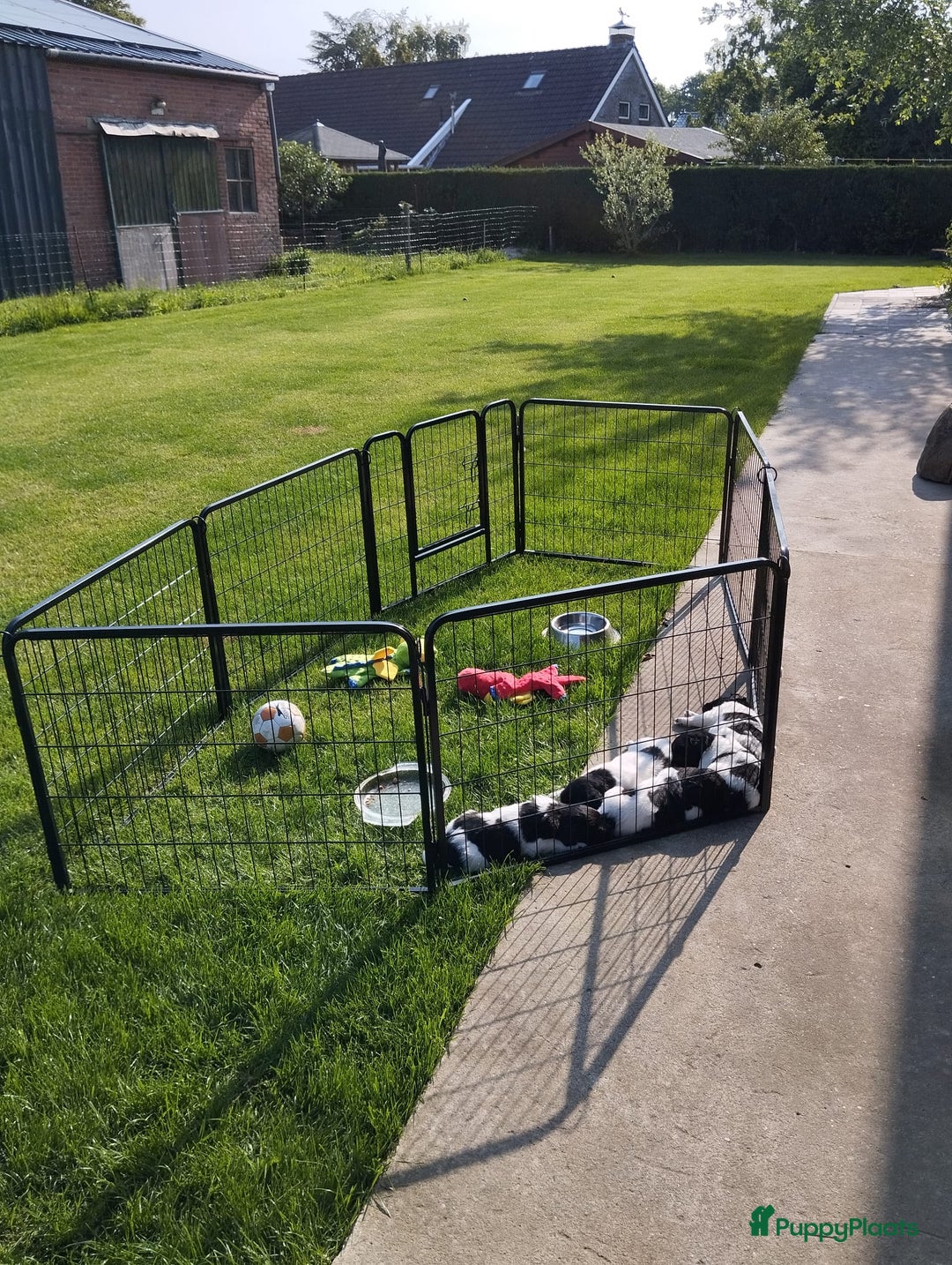 Friese Stabij honden te koop: Drie lieve Friese Stabij reutjes in Gasselte - Afbeelding 13