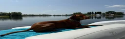 Vizsla korthaar honden te koop: Kortharige Hongaarse Vizsla-pups - Advertentie 8