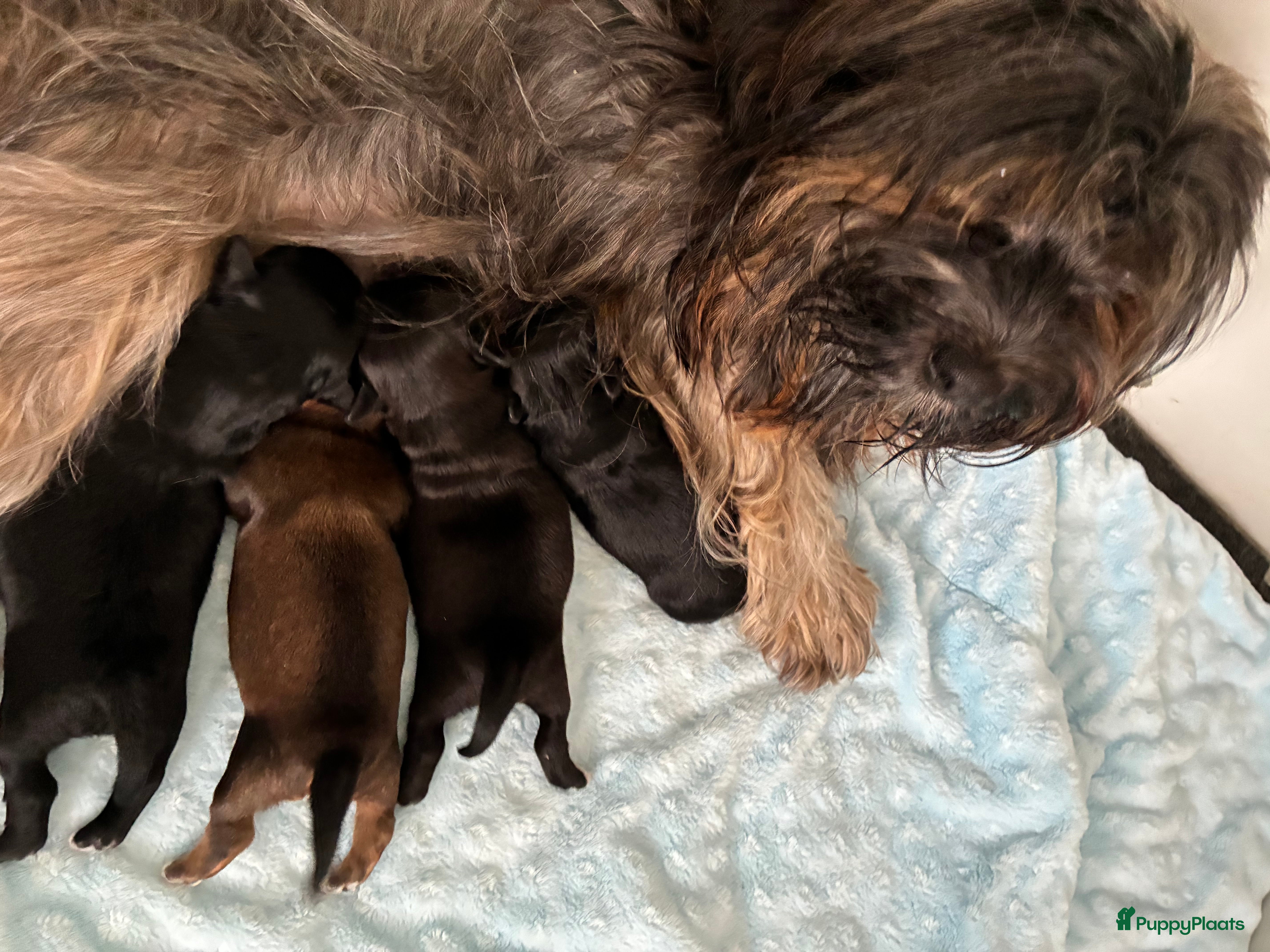 Havanezer honden Havanezer pup teefje - Advertentie 2